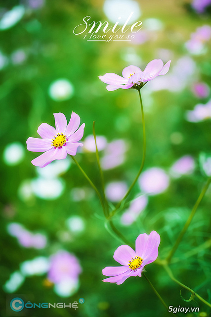 Làm gì để trở thành nhiếp ảnh gia và kiếm tiền trong 30 ngày - Phần 1 - 1157