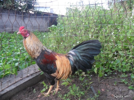 Trai ga da hai phoc suoi tien Quan 9...GA TRE DA LIEN... 01687892454 - 13