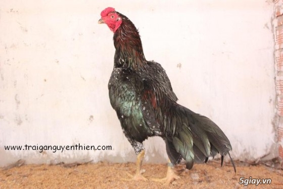 Trại gà Nguyễn Thiện - Nhập khẩu các giống gà đá trên Thế Giới - 12
