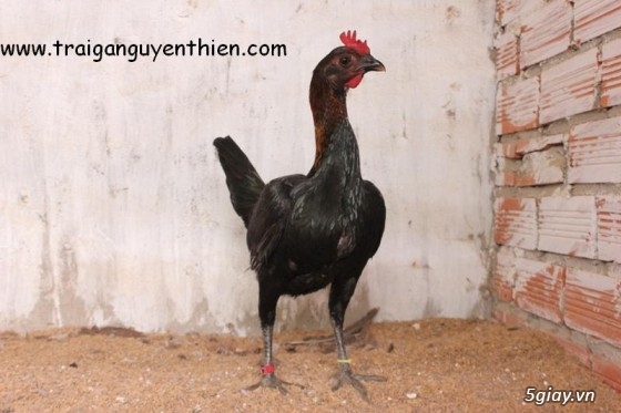 Trại gà Nguyễn Thiện - Nhập khẩu các giống gà đá trên Thế Giới - 5