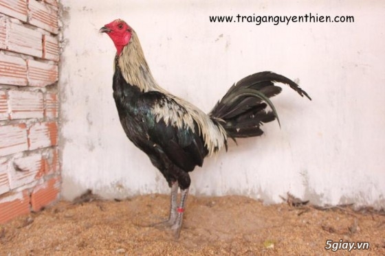 Trại gà Nguyễn Thiện - Nhập khẩu các giống gà đá trên Thế Giới - 4