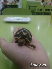 Bán rùa sao Ấn Độ (Indian Star Tortoise) size 5 giá 850k/em (có hình thật) - 5