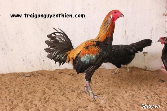Trại gà Nguyễn Thiện - Nhập khẩu các giống gà đá trên Thế Giới - 1