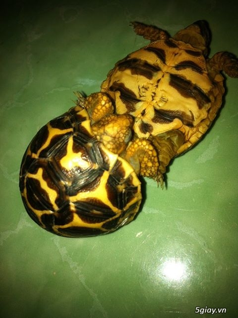 Bán rùa sao Ấn Độ (Indian Star Tortoise) size 5 giá 850k/em (có hình thật)