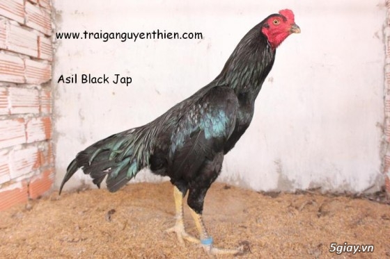 Trại gà Nguyễn Thiện - Nhập khẩu các giống gà đá trên Thế Giới - 11