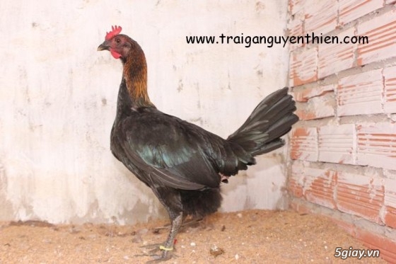Trại gà Nguyễn Thiện - Nhập khẩu các giống gà đá trên Thế Giới - 6