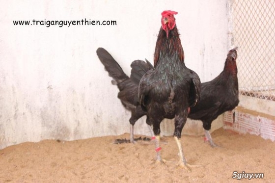 Trại gà Nguyễn Thiện - Nhập khẩu các giống gà đá trên Thế Giới - 16