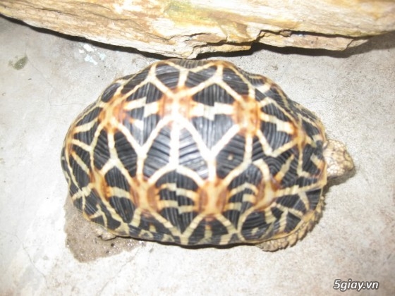 Bán rùa sao Ấn Độ (Indian Star Tortoise) size 5 giá 850k/em (có hình thật) - 2