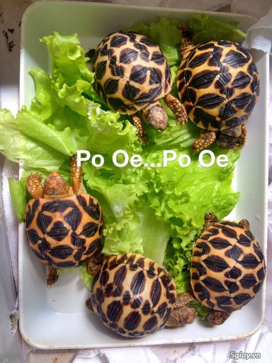 Bán rùa sao Ấn Độ (Indian Star Tortoise) size 5 giá 850k/em (có hình thật) - 1