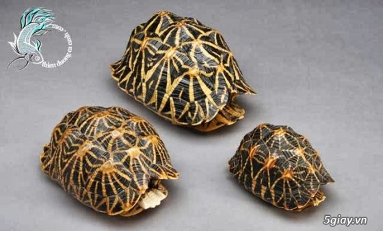 Bán rùa sao Ấn Độ (Indian Star Tortoise) size 5 giá 850k/em (có hình thật) - 3