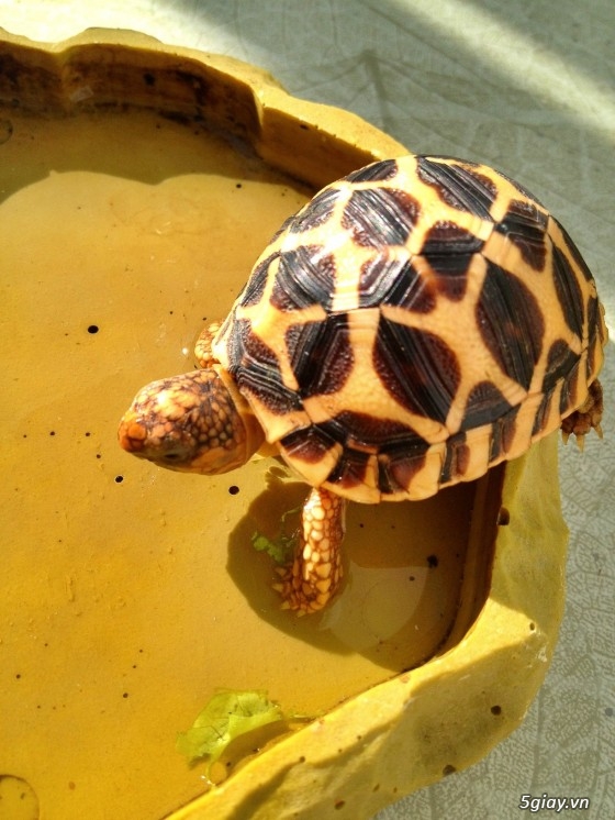 Bán rùa sao Ấn Độ (Indian Star Tortoise) size 5 giá 850k/em (có hình thật)