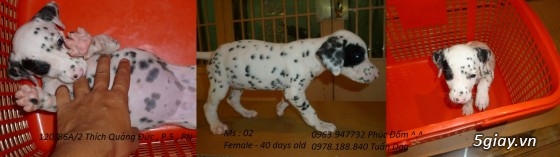 Chó Rottweiler và chó Đốm (dalmatian) thuần chủng giá hot !!! cập nhật liên tục - 6