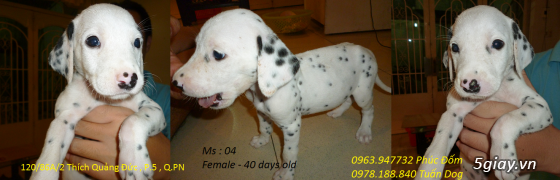 Chó Rottweiler và chó Đốm (dalmatian) thuần chủng giá hot !!! cập nhật liên tục - 10