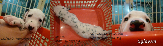 Chó Rottweiler và chó Đốm (dalmatian) thuần chủng giá hot !!! cập nhật liên tục - 8