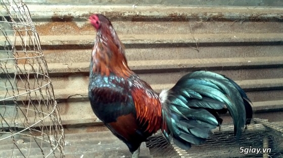 Q12 - Bán gà Mỹ, gà Peru, gà Mỹ lai, gà Peru lai - 4