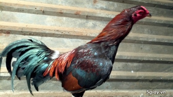 Q12 - Bán gà Mỹ, gà Peru, gà Mỹ lai, gà Peru lai - 5
