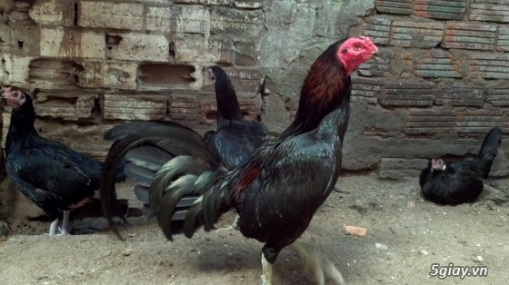 Q12 - Bán gà Mỹ, gà Peru, gà Mỹ lai, gà Peru lai - 27