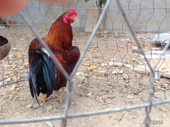 Trại gà Đức Lập mừng năm mới 2014 bằng lứa gà mới và giá mới