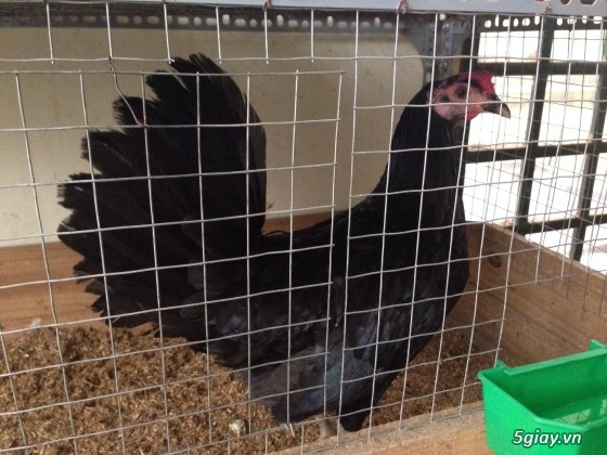 Trại gà Đức Lập mừng năm mới 2014 bằng lứa gà mới và giá mới - 25