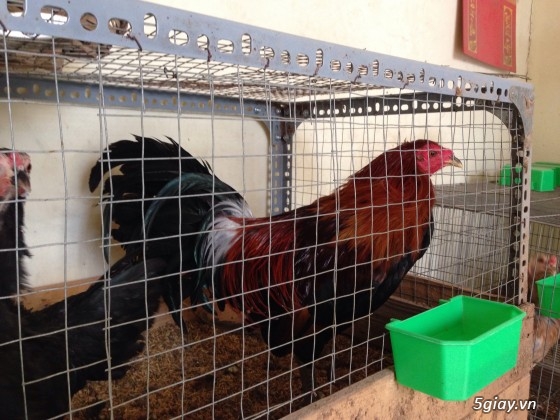 Trại gà Đức Lập mừng năm mới 2014 bằng lứa gà mới và giá mới - 14