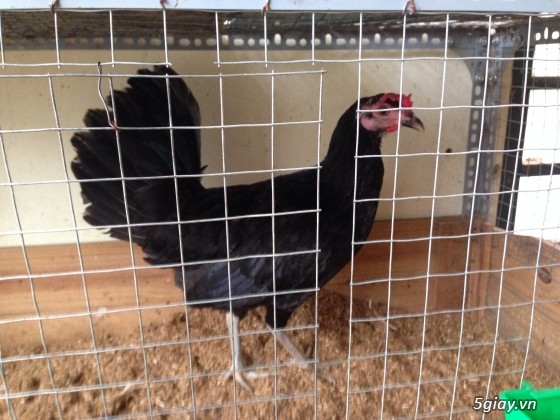 Trại gà Đức Lập mừng năm mới 2014 bằng lứa gà mới và giá mới - 13