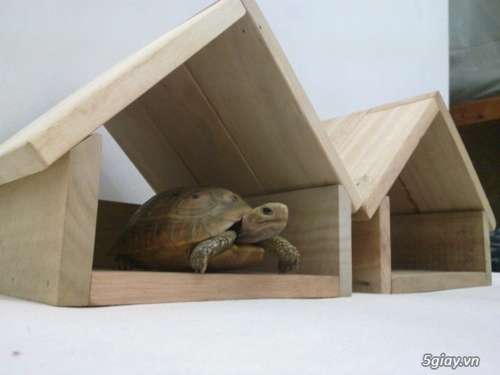 Bán nhà nuôi rùa cạn. - 1