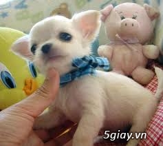 Những đàn Chihuahua Baby dễ thương lanh lợi giá mềm nhất Saigon. Nhận bao phối giống! - 11