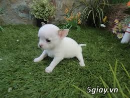Những đàn Chihuahua Baby dễ thương lanh lợi giá mềm nhất Saigon. Nhận bao phối giống! - 18