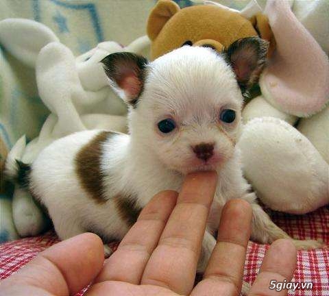 Những đàn Chihuahua Baby dễ thương lanh lợi giá mềm nhất Saigon. Nhận bao phối giống! - 16