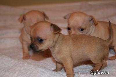 Những đàn Chihuahua Baby dễ thương lanh lợi giá mềm nhất Saigon. Nhận bao phối giống! - 13