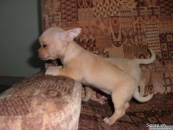 Những đàn Chihuahua Baby dễ thương lanh lợi giá mềm nhất Saigon. Nhận bao phối giống! - 4