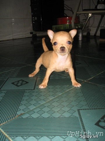 Những đàn Chihuahua Baby dễ thương lanh lợi giá mềm nhất Saigon. Nhận bao phối giống! - 5