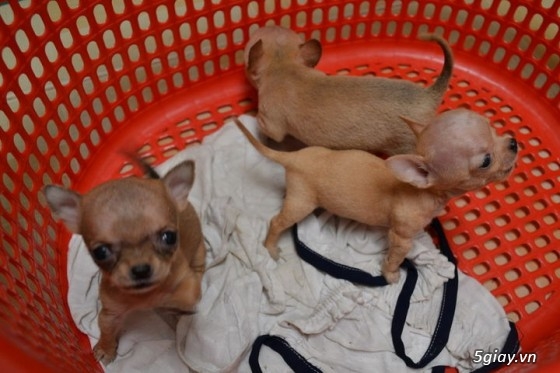 Những đàn Chihuahua Baby dễ thương lanh lợi giá mềm nhất Saigon. Nhận bao phối giống! - 19