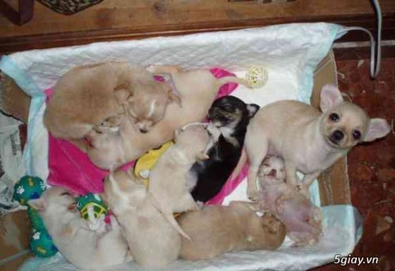 Những đàn Chihuahua Baby dễ thương lanh lợi giá mềm nhất Saigon. Nhận bao phối giống! - 3