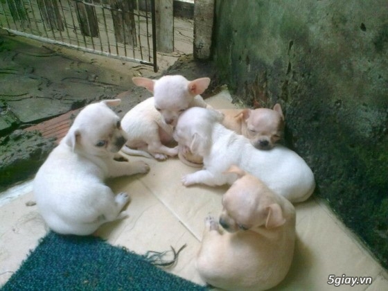 Những đàn Chihuahua Baby dễ thương lanh lợi giá mềm nhất Saigon. Nhận bao phối giống! - 1