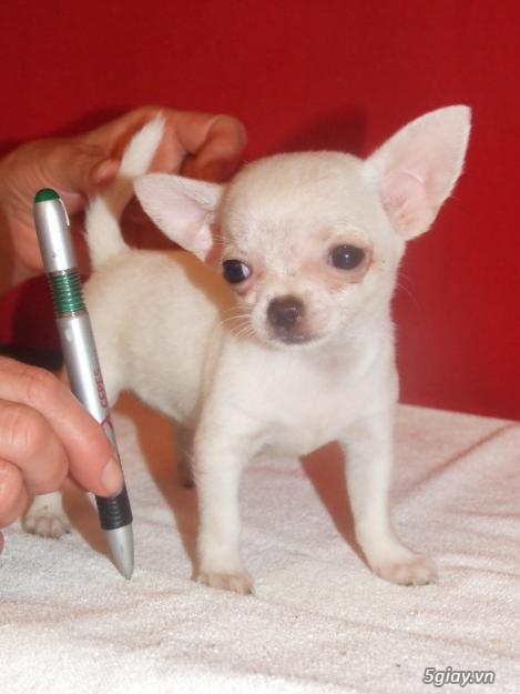 Những đàn Chihuahua Baby dễ thương lanh lợi giá mềm nhất Saigon. Nhận bao phối giống! - 6