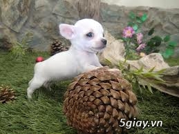 Những đàn Chihuahua Baby dễ thương lanh lợi giá mềm nhất Saigon. Nhận bao phối giống! - 7