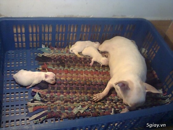 Những đàn Chihuahua Baby dễ thương lanh lợi giá mềm nhất Saigon. Nhận bao phối giống! - 23