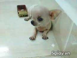Những đàn Chihuahua Baby dễ thương lanh lợi giá mềm nhất Saigon. Nhận bao phối giống! - 14
