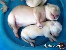 Những đàn Chihuahua Baby dễ thương lanh lợi giá mềm nhất Saigon. Nhận bao phối giống! - 15