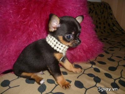 Những đàn Chihuahua Baby dễ thương lanh lợi giá mềm nhất Saigon. Nhận bao phối giống! - 10