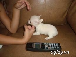 Những đàn Chihuahua Baby dễ thương lanh lợi giá mềm nhất Saigon. Nhận bao phối giống! - 12