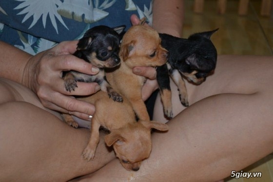 Những đàn Chihuahua Baby dễ thương lanh lợi giá mềm nhất Saigon. Nhận bao phối giống! - 20