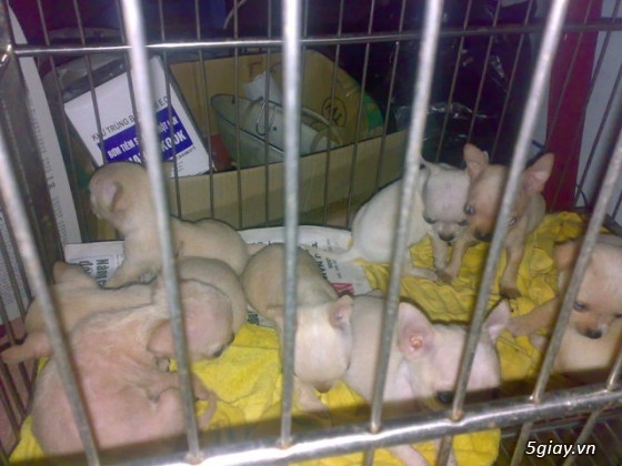 Những đàn Chihuahua Baby dễ thương lanh lợi giá mềm nhất Saigon. Nhận bao phối giống! - 22