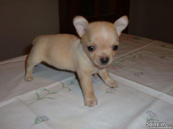 Những đàn Chihuahua Baby dễ thương lanh lợi giá mềm nhất Saigon. Nhận bao phối giống! - 9