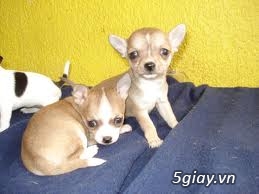 Những đàn Chihuahua Baby dễ thương lanh lợi giá mềm nhất Saigon. Nhận bao phối giống! - 17