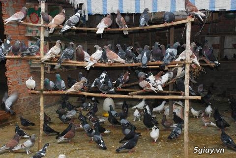 HCM - Quận 2 : bán chim bồ câu ta - 1