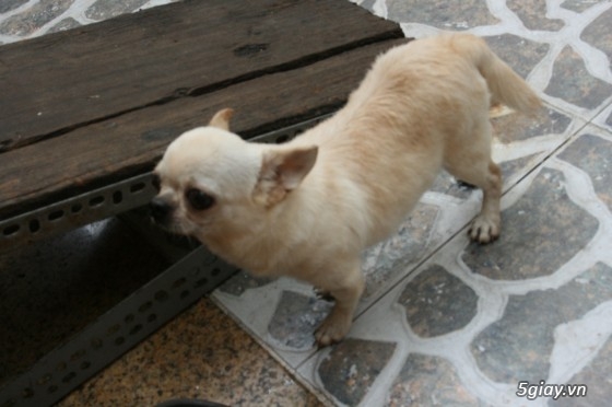 Q12- Phối Giống Chó Chihuahua