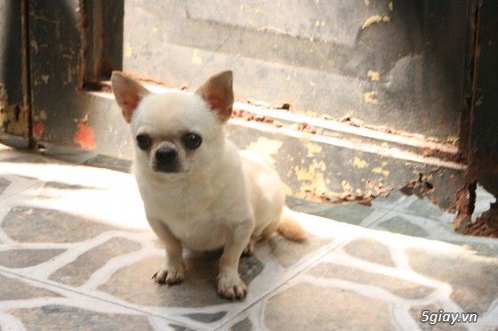 Q12- Phối Giống Chó Chihuahua - 1
