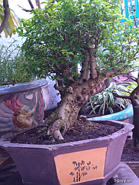 Mai chiếu thủy thế bonsai giá rẻ hàng đẹp !!! - 4